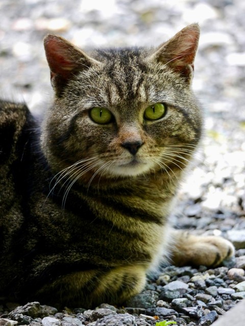 a cat sitting on the ground looking at the camera s