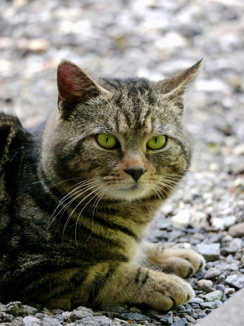 a cat sitting on the ground looking at the camera