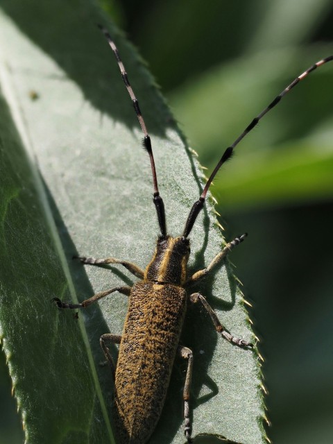 a close up of a bug on a leaf