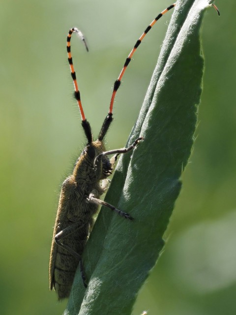 a close up of a bug on a leaf