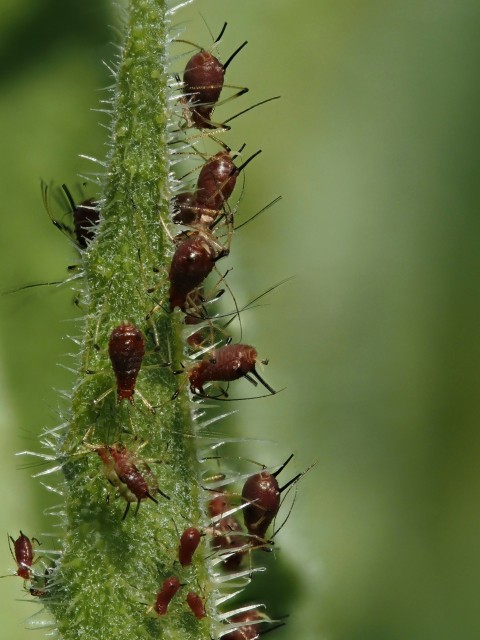 a group of red bugs sitting on top of a green plant