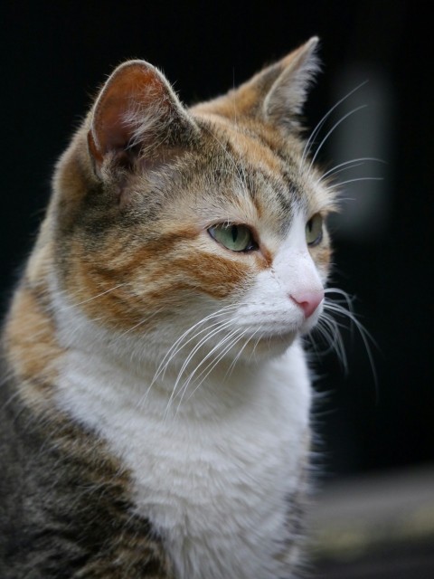 a close up of a cat with a black background