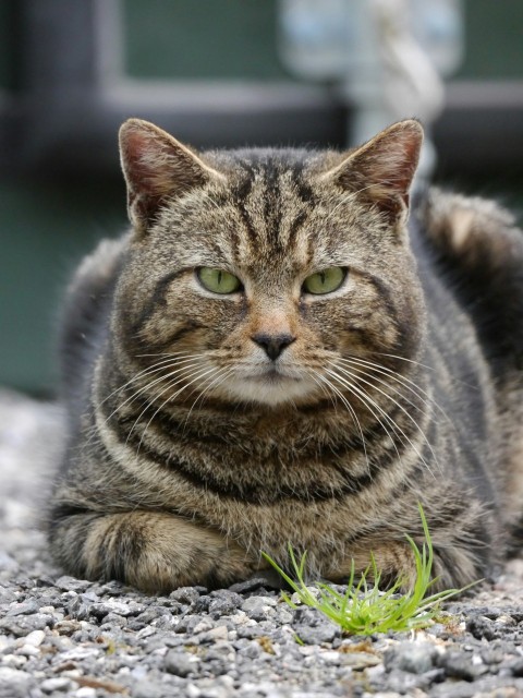 a cat laying on the ground looking at the camera