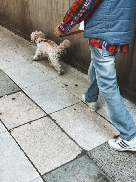 a person walking a small dog on a leash