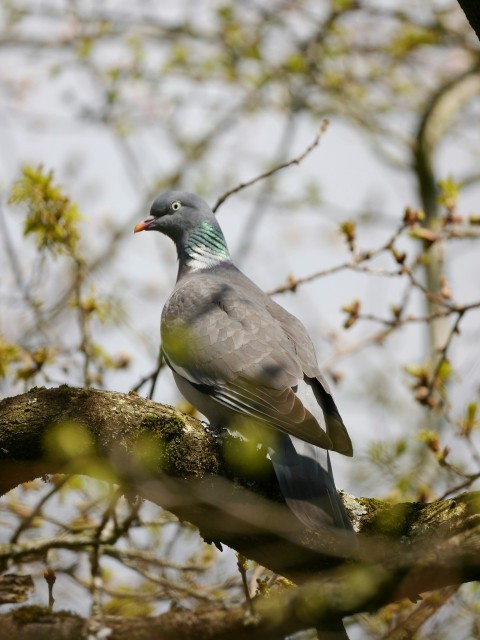 a pigeon perched on a tree branch in a tree