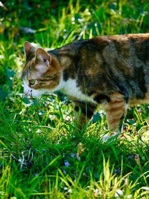 a cat standing in the grass looking at something