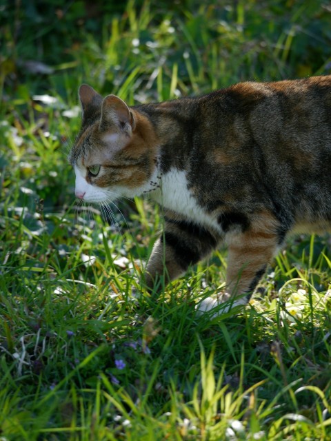 a cat walking through the grass in the sun