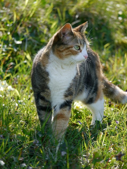 a cat standing on top of a lush green field