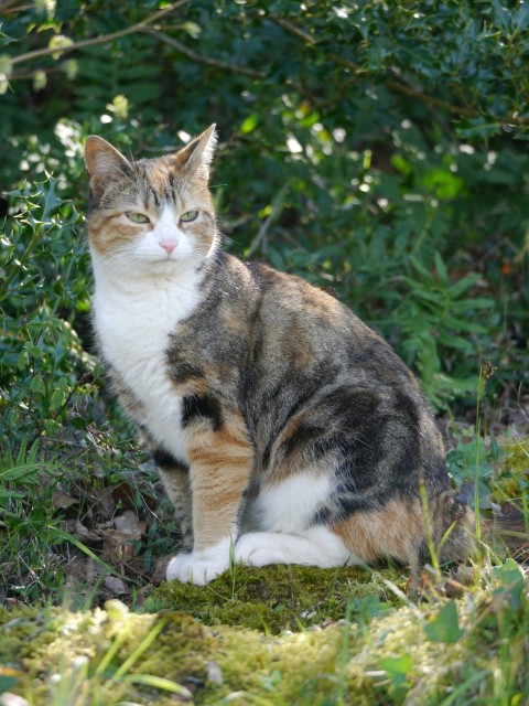 a cat sitting on the ground in the grass UfSSuOLMK