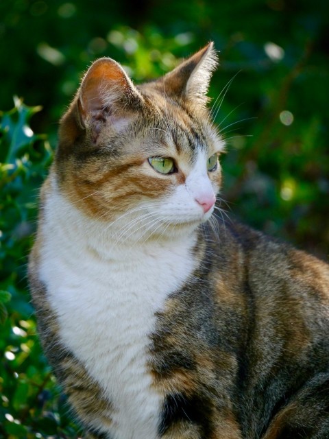 a cat is sitting in a bush looking at the camera