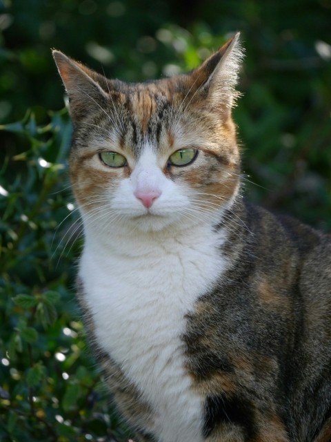 a calico cat sitting in a bush looking at the camera