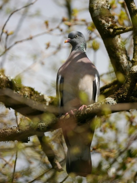 a bird perched on a branch of a tree