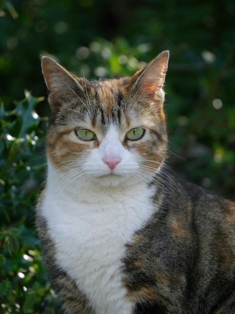 a calico cat sitting in a bush looking at the camera