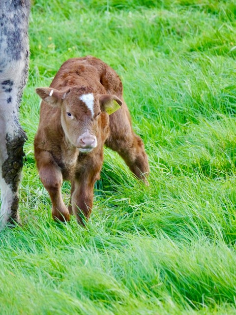 a cow and calf standing in a grassy field