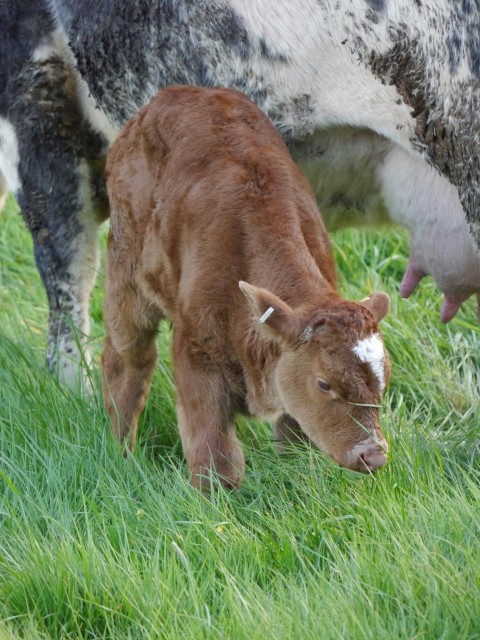 a baby calf standing next to an adult cow