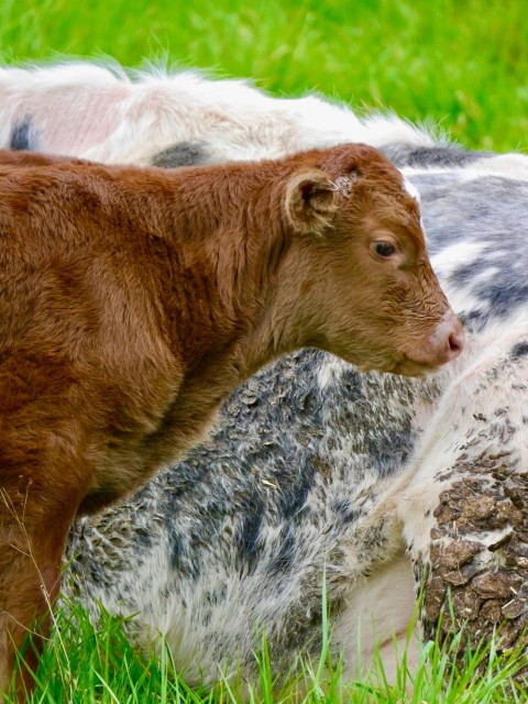 a brown cow standing next to a baby cow on a lush green field FpqRVtHLe