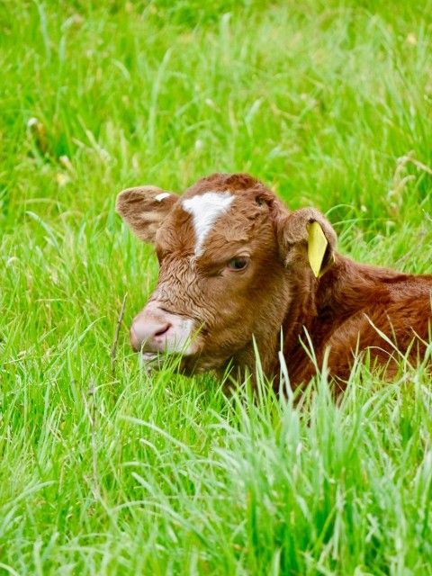 a brown and white calf laying in a grassy field