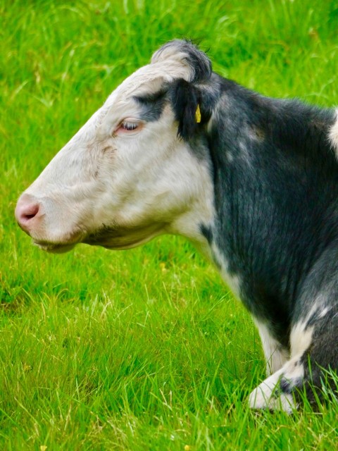 a black and white cow laying on top of a lush green field