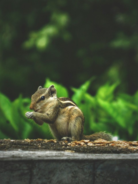 a chipper chipping in the middle of a garden