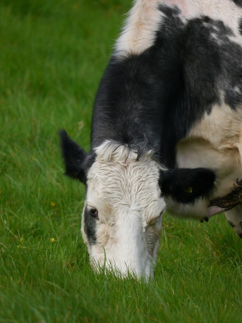 a black and white cow eating grass in a field AE0