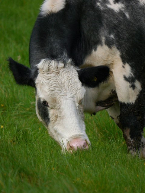 a black and white cow eating grass in a field