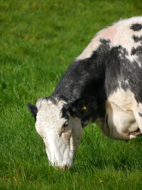 a black and white cow eating grass in a field