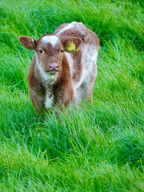 a brown and white cow standing on top of a lush green field