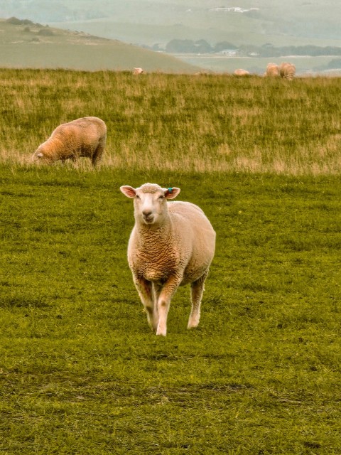 a couple of sheep standing on top of a lush green field  hT7R4D5z