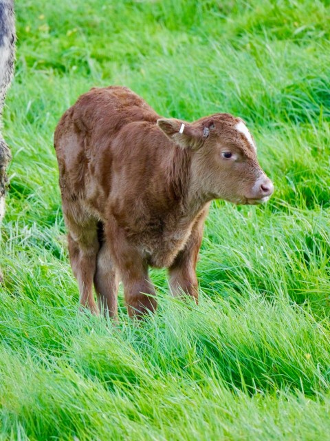 a baby cow standing next to an adult cow