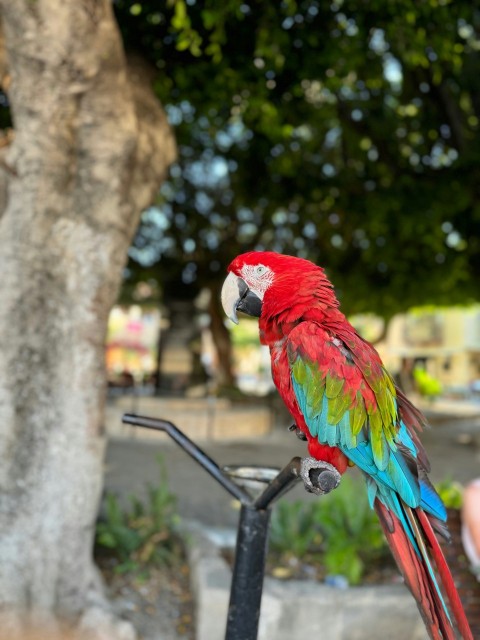 a colorful parrot sitting on top of a metal pole