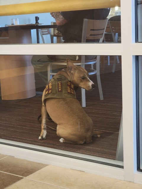 a brown dog sitting in front of a window QLTW