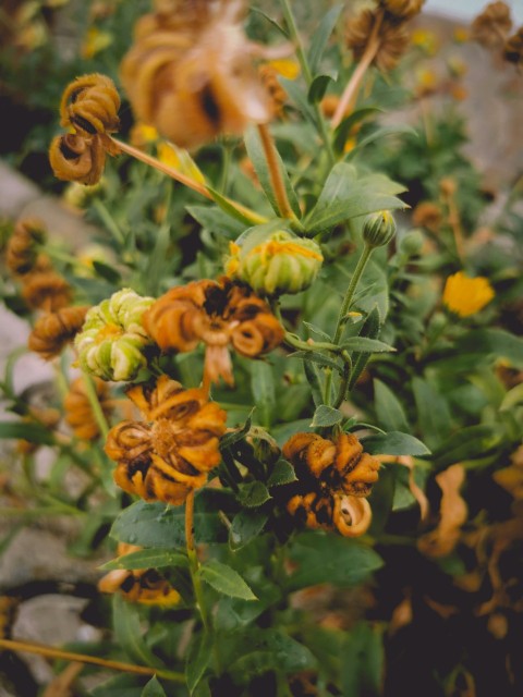 a close up of a bunch of flowers in a field