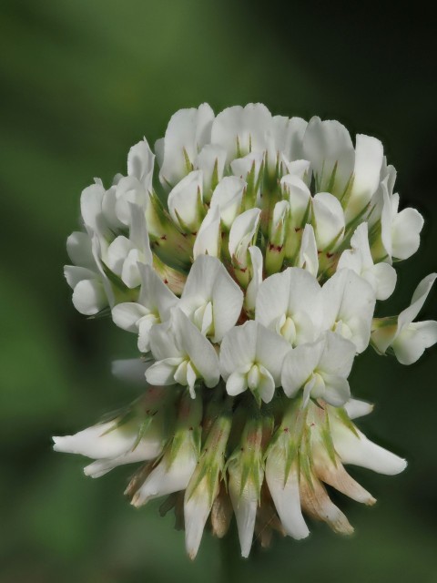 a white flower with green leaves in the background