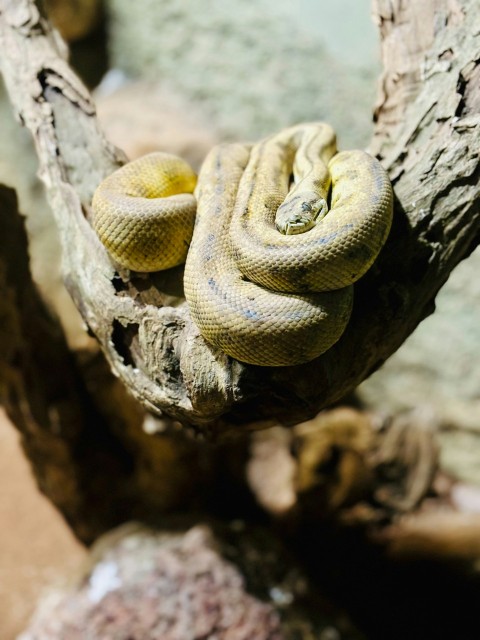 a snake is curled up on a tree branch