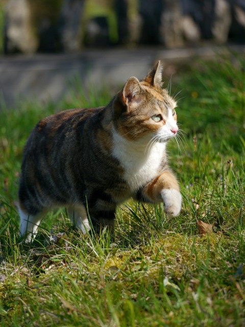 a cat walking across a lush green field