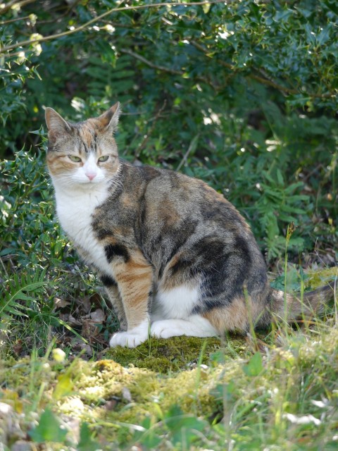 a cat sitting in the grass next to a bush