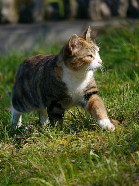 a cat that is walking in the grass