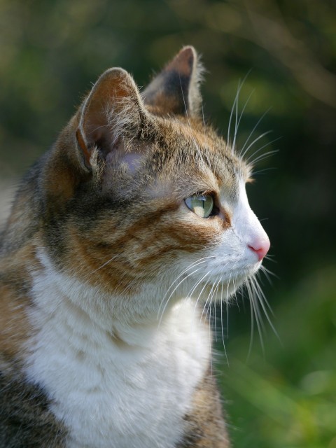 a close up of a cat with a blurry background