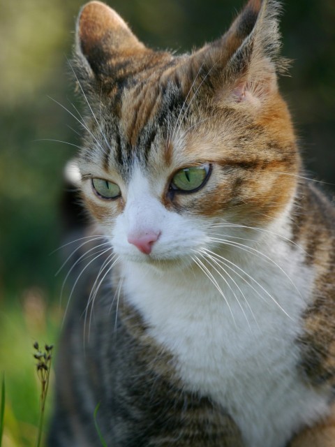 a close up of a cat in a field of grass