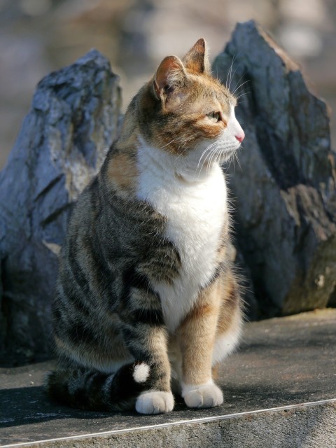 a cat sitting on a ledge next to some rocks