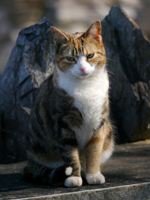 a cat sitting on a ledge next to a rock