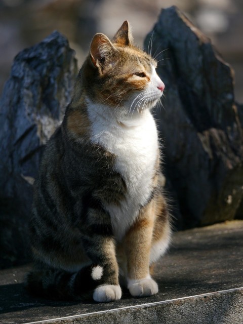 a cat sitting on a ledge looking up