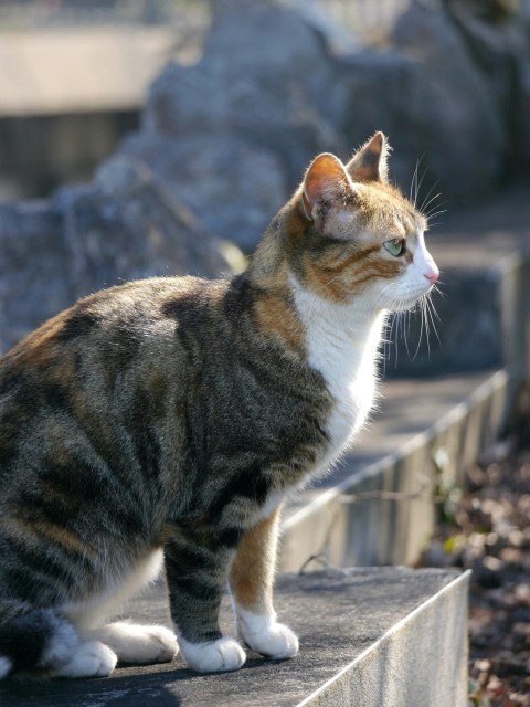 a cat is sitting on a ledge outside