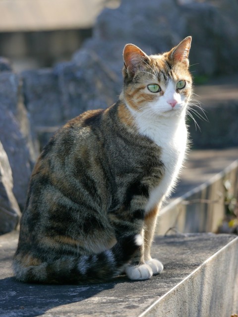 a cat is sitting on a ledge outside