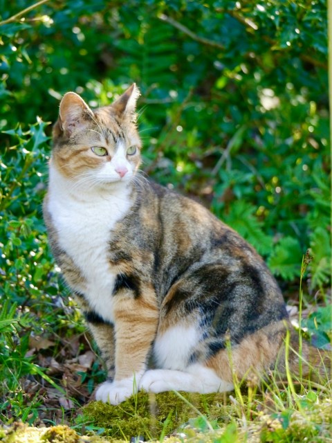 a cat sitting in the grass near some bushes