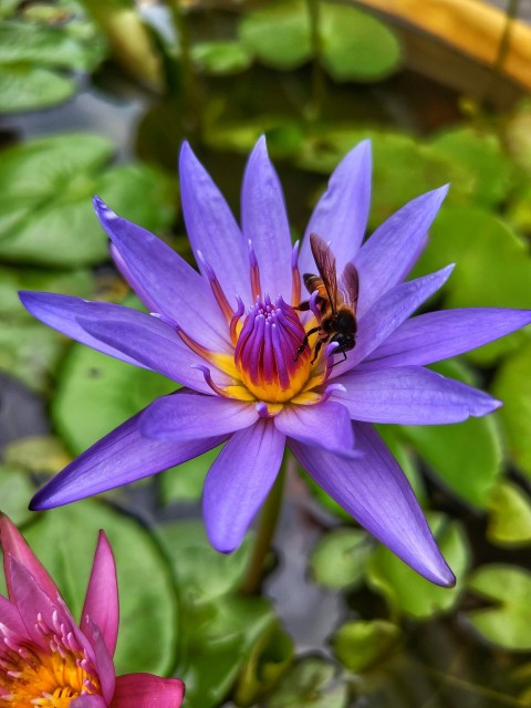 a bee is sitting on a purple flower EErjjYriv