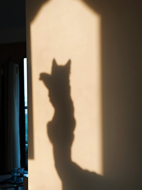 a shadow of a cat on a wall