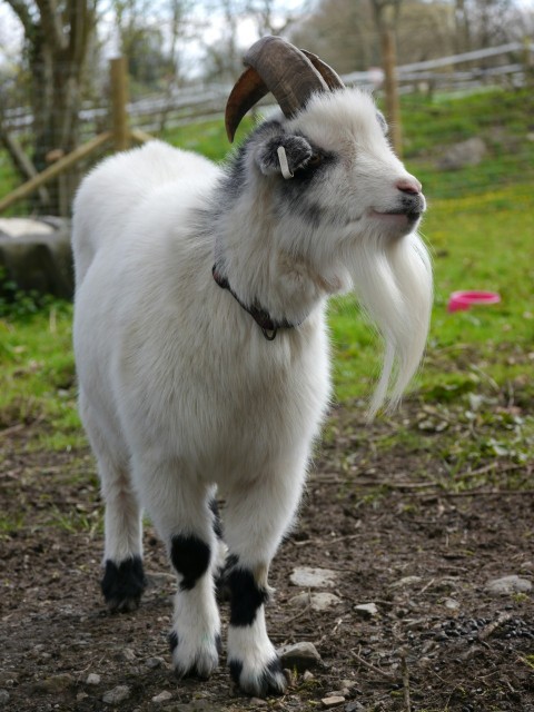 a white goat with horns standing in a field