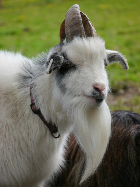 a close up of two goats in a field