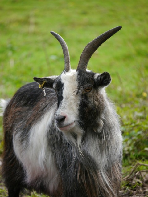 a goat with long horns standing in a field